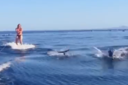 Video Wakeboarding with the dolphins