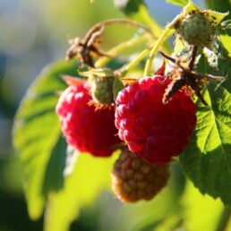 raspberry leaf remedy for hot flush